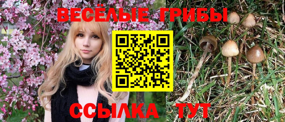Псилоцибиновые грибы прущие грибы  Псилоцибиновые грибы Psilocybe  наркота  Гудермес  Вход с VPN 